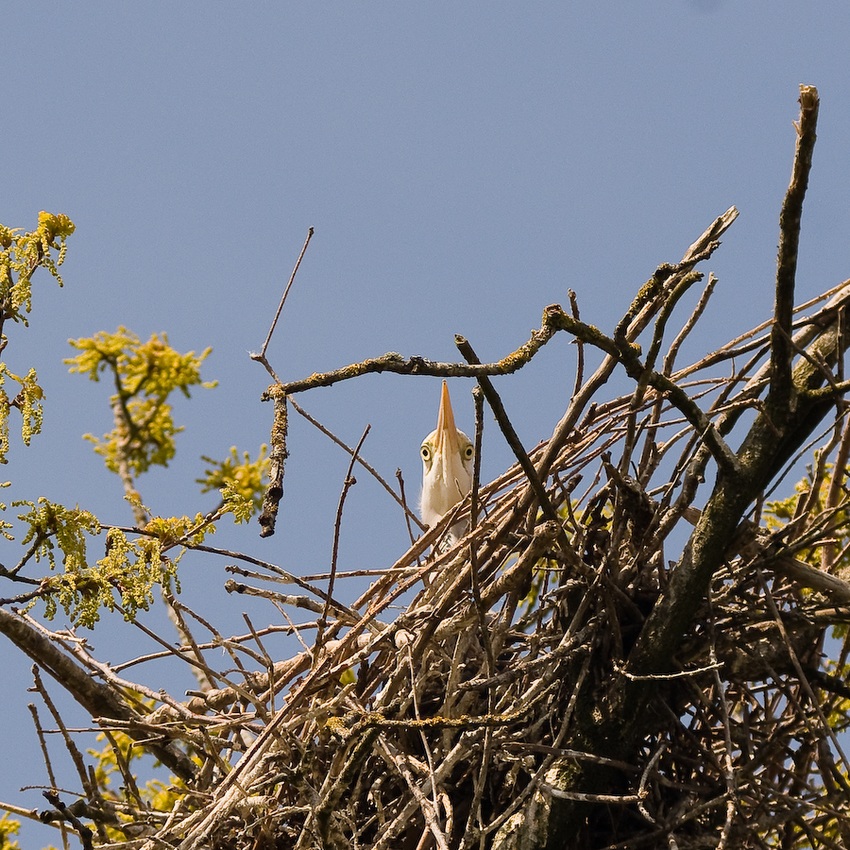 115677