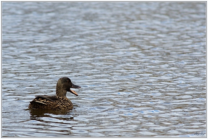 12042