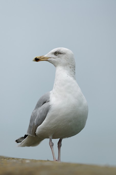 120866