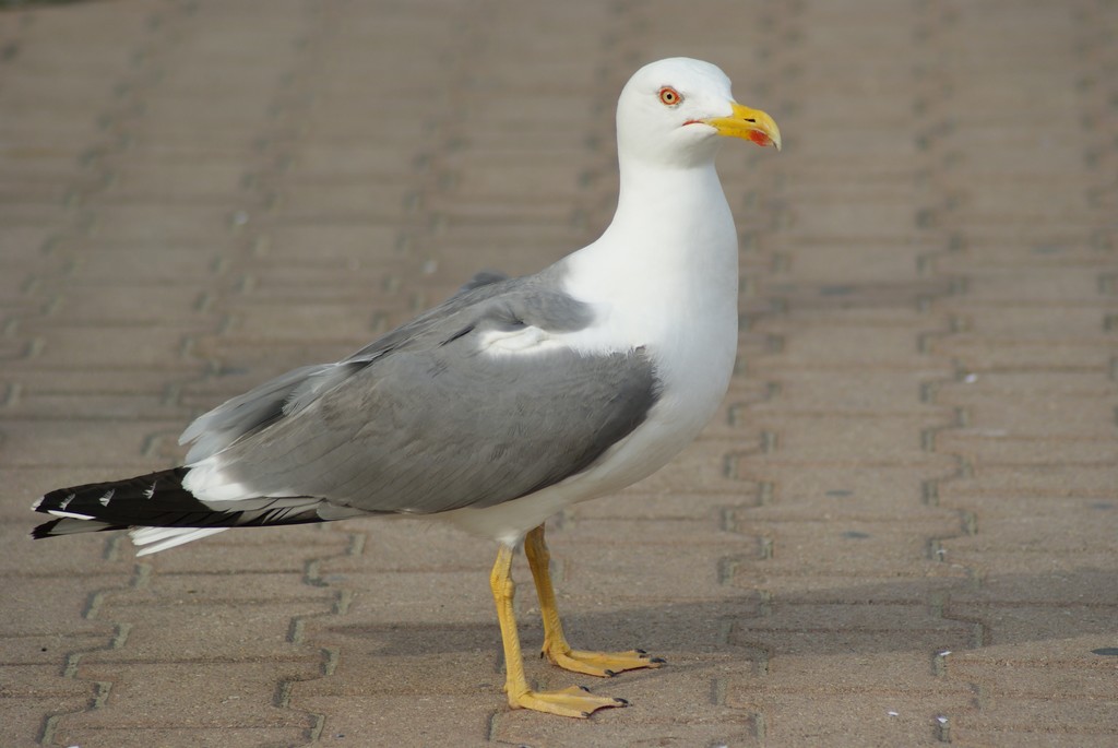 131736