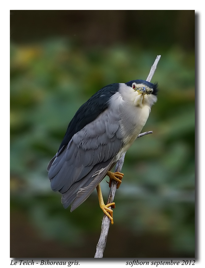 136129