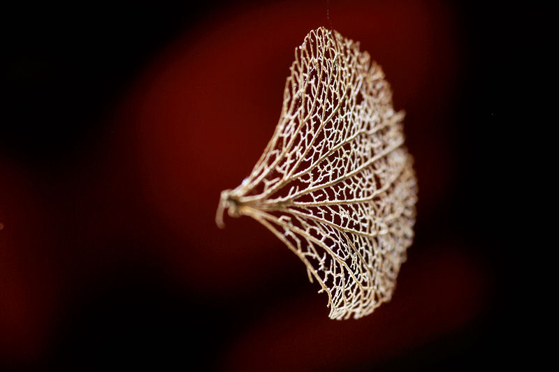 14055