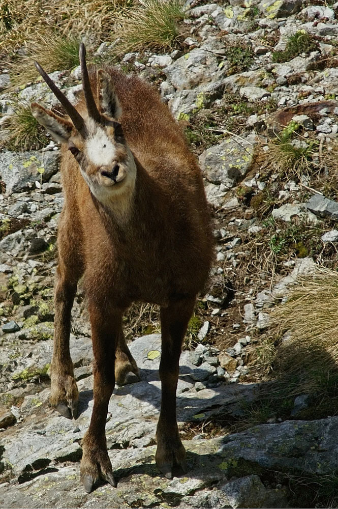 15093