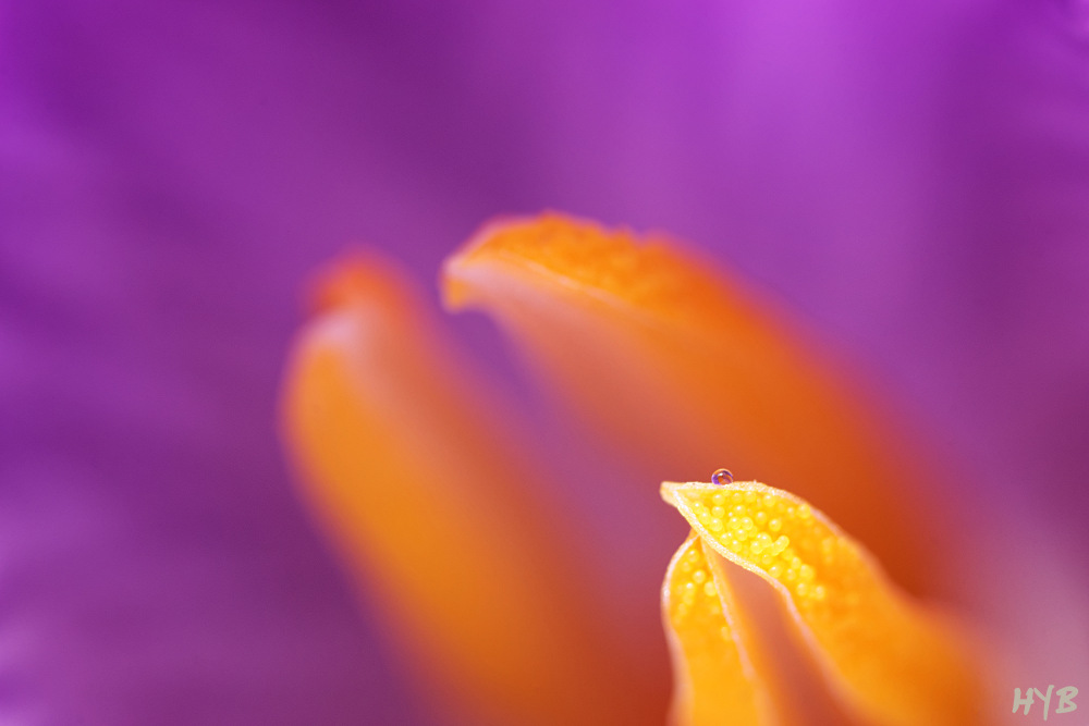 151335