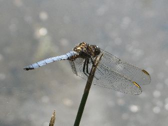 15617