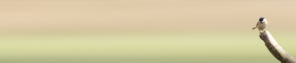 156682