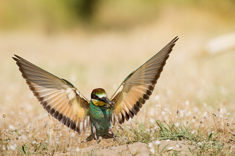 177217