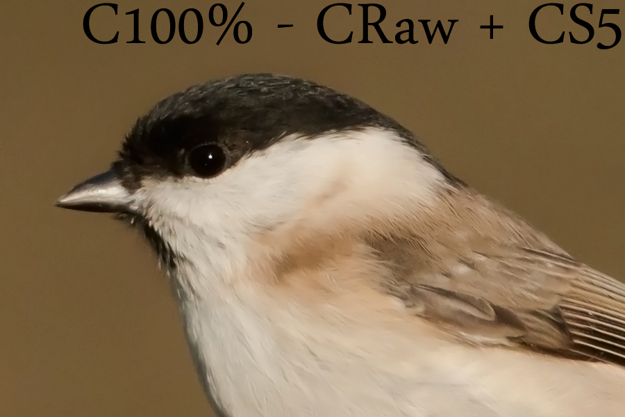 184306