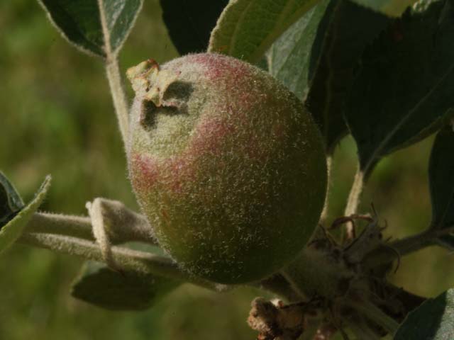 18521