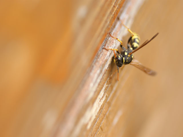 20116