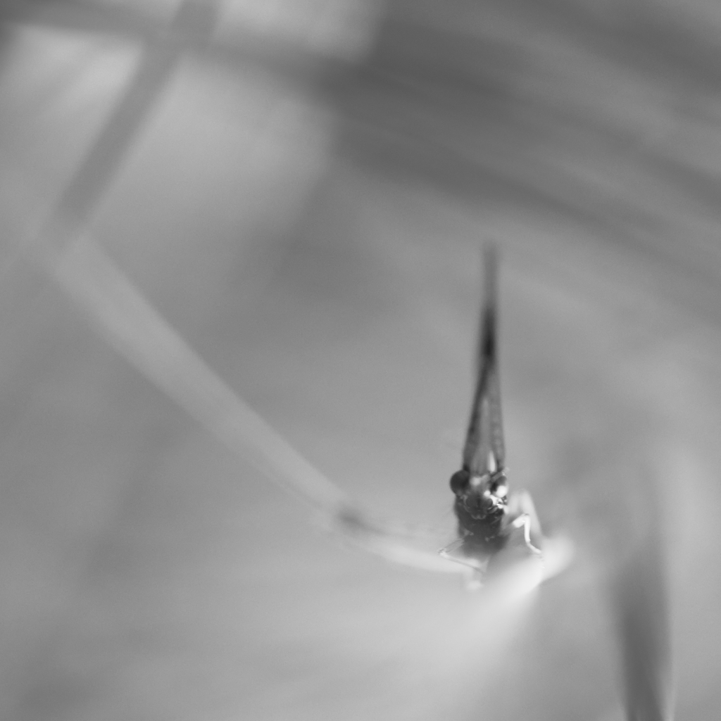 203882