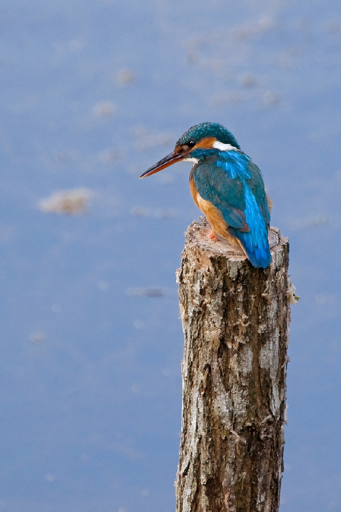 20443