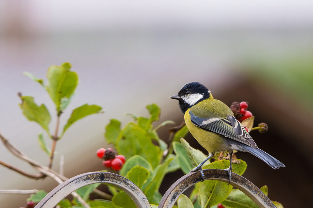 217352