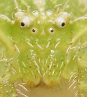 21807