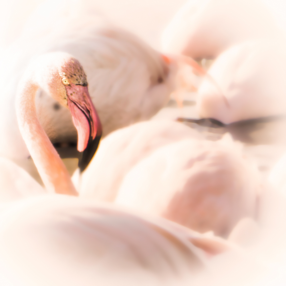 236506