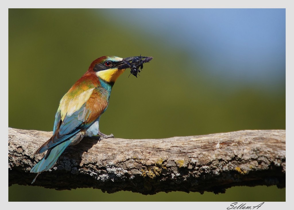 25050