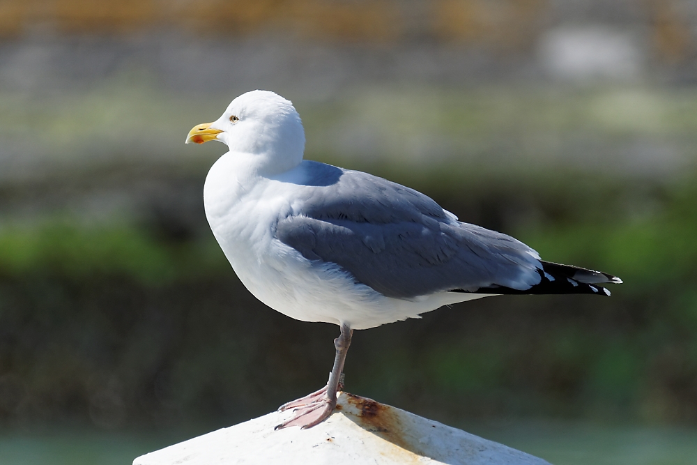 251710