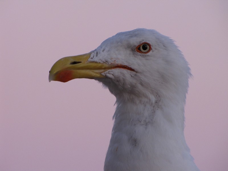 25367