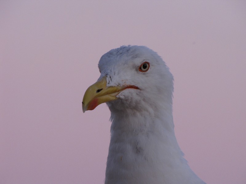 25368