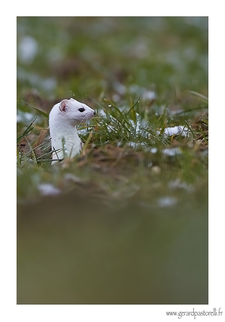 261958