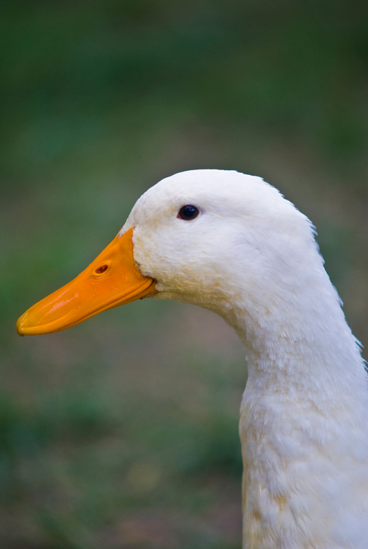 27139