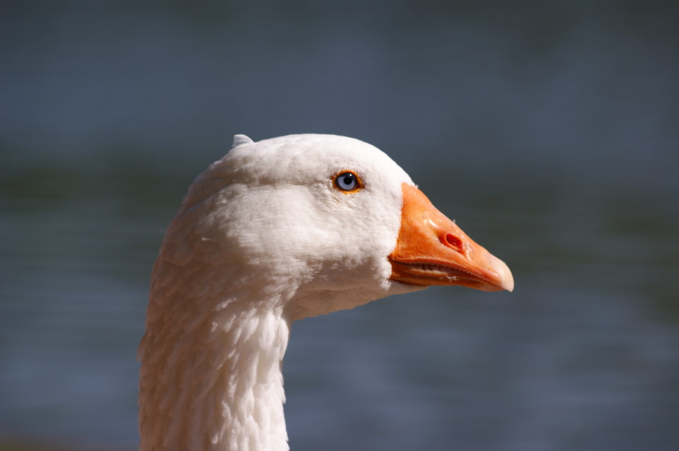 27900