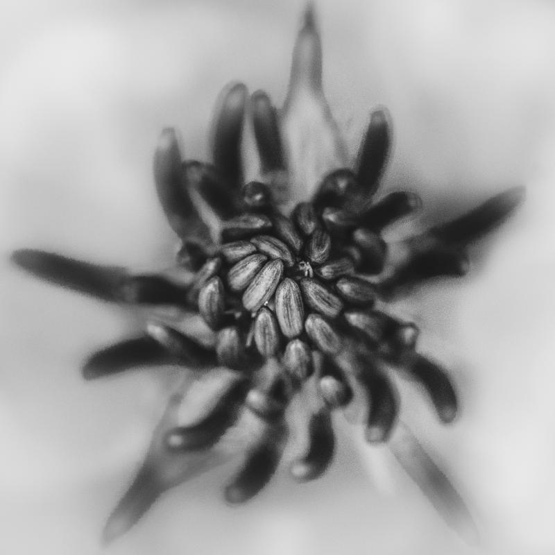 290466
