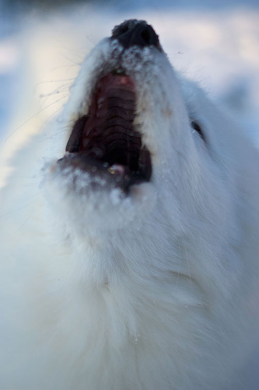 33861