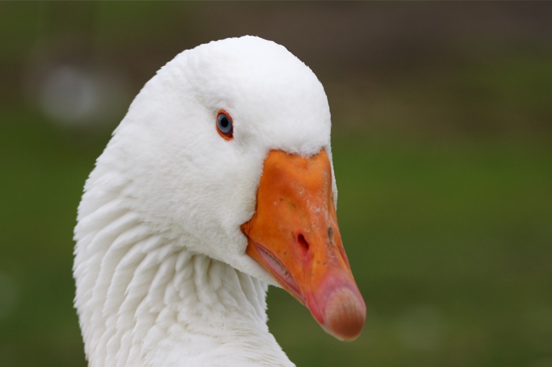 36424