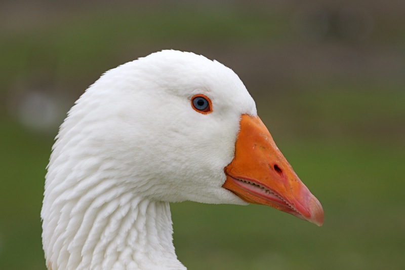 36425