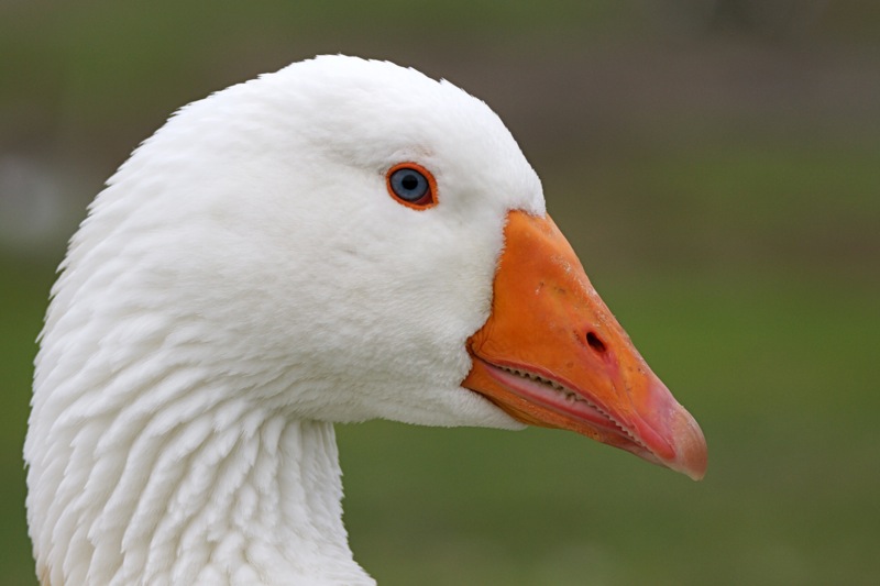 36943