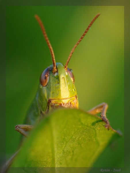 4505