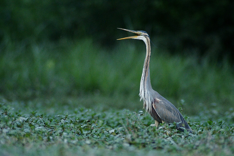 51388
