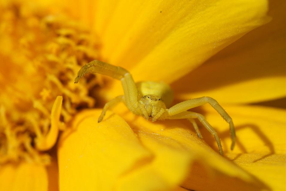 52352