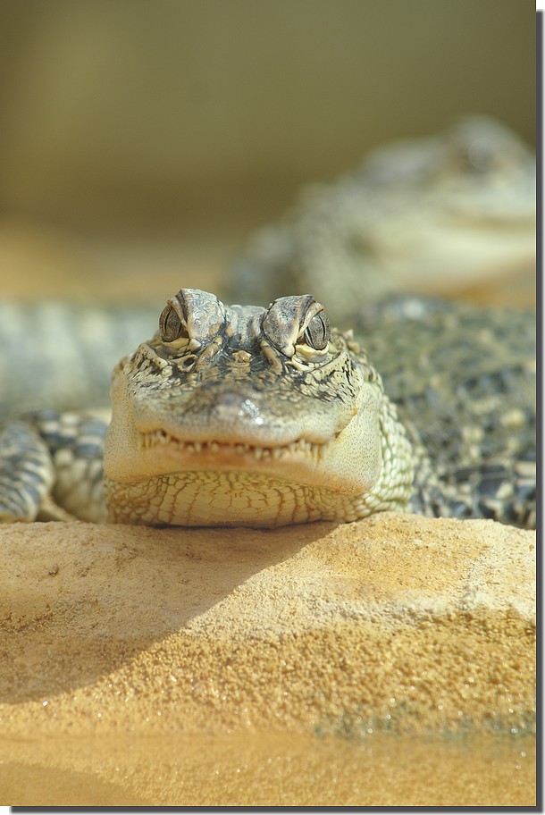 5499
