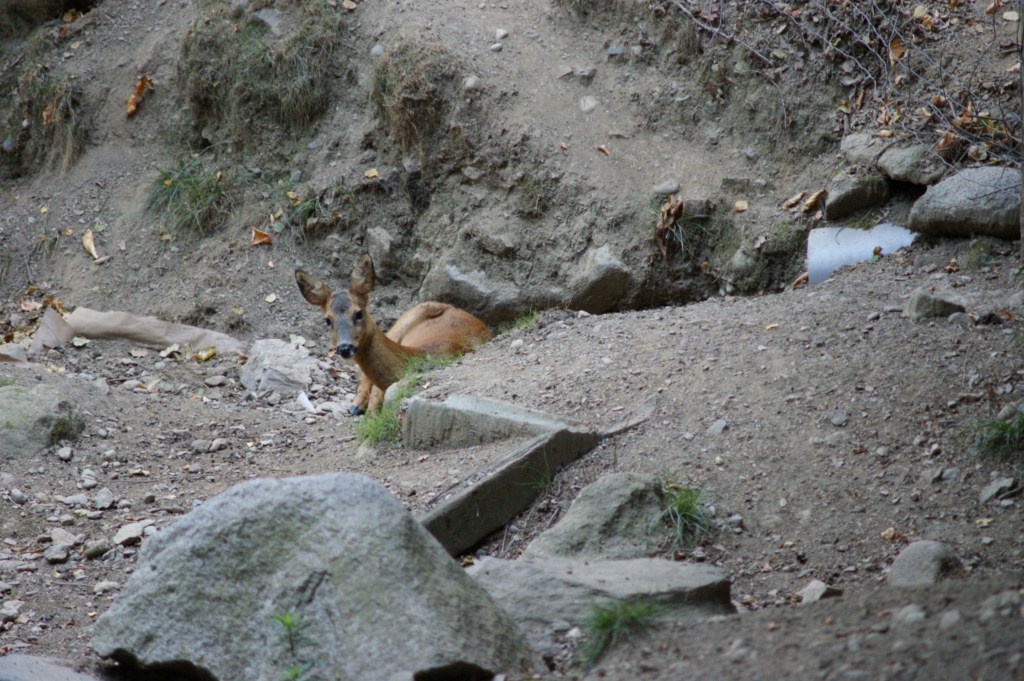 56055