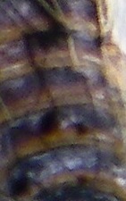 67319