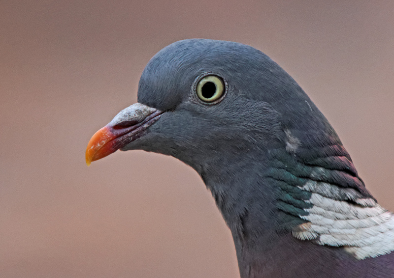 73170