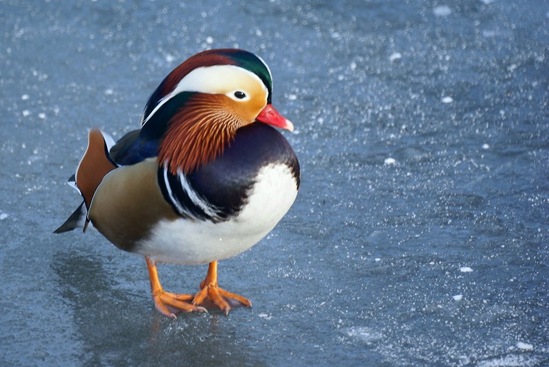 8833