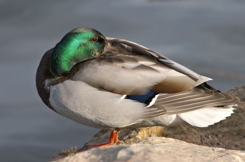 934
