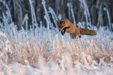 20090109-Renard-1.jpg