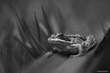 Filename=Grenouille.jpg
Filesize=111KiB
Dimensions=1014x673
Date added=Jan 19, 2011 Grenouille.jpg
