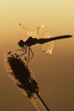 PICT0095_sympetrum.jpg