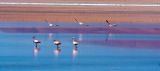 Filename=jc_surateau flamand.jpg
Filesize=461KiB
Dimensions=1024x456
Date added=Jan 19, 2011 jc_surateau flamand.jpg