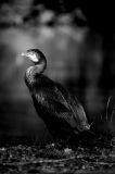 Filename=0007.jpg
Filesize=330KiB
Dimensions=667x1000
Date added=Mar 26, 2025 0007.jpg