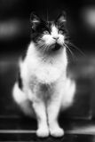 getwebimage.php?pid=102418&url=https%3A%2F%2Fc7.staticflickr.com%2F6%2F5104%2F29913992342_e24084cc51_z.jpg