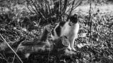 getwebimage.php?pid=102421&url=https%3A%2F%2Fc5.staticflickr.com%2F9%2F8136%2F29797217244_54ff8f46a9_c.jpg