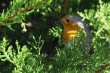 getwebimage.php?pid=103125&url=https%3A%2F%2Fc3.staticflickr.com%2F1%2F625%2F32085873546_6195a6127d_b.jpg