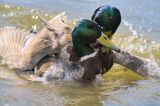 getwebimage.php?pid=103702&url=https%3A%2F%2Fc1.staticflickr.com%2F4%2F3821%2F33325318622_6e9143b050_b.jpg