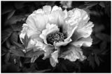 getwebimage.php?pid=103963&url=https%3A%2F%2Fc1.staticflickr.com%2F3%2F2939%2F34036074226_370c712fab_b.jpg